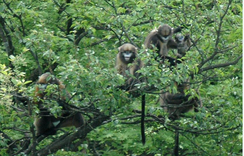 每只黔猴都需要一包“去污粉”