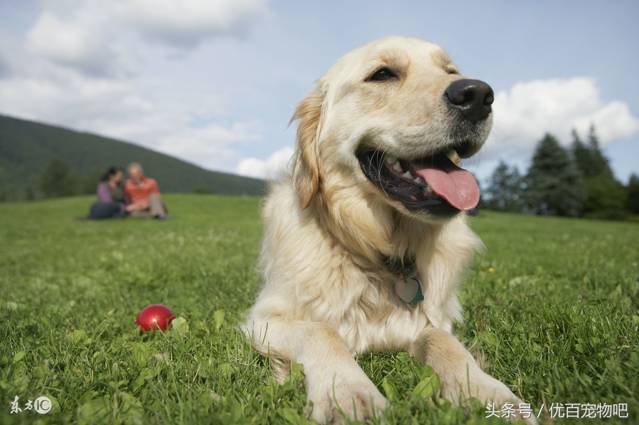 金毛当妈妈的时候我们做家长的需要注意什么？