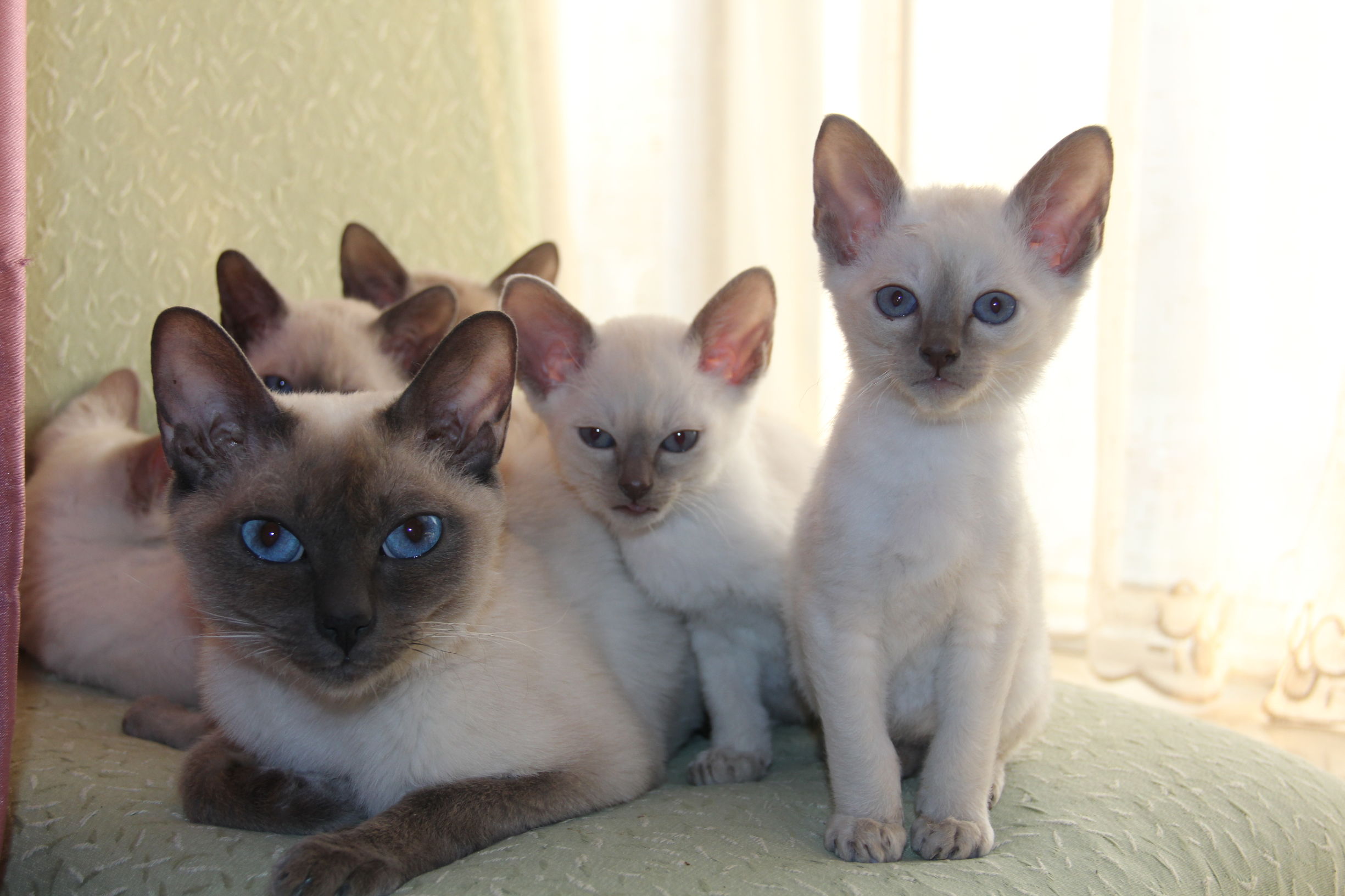 Cats愛初心Bengal家，独一无二卷毛暹罗猫