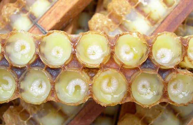 蜂王浆哪个品牌好多少钱一斤,99元一斤蜂王浆质量咋样