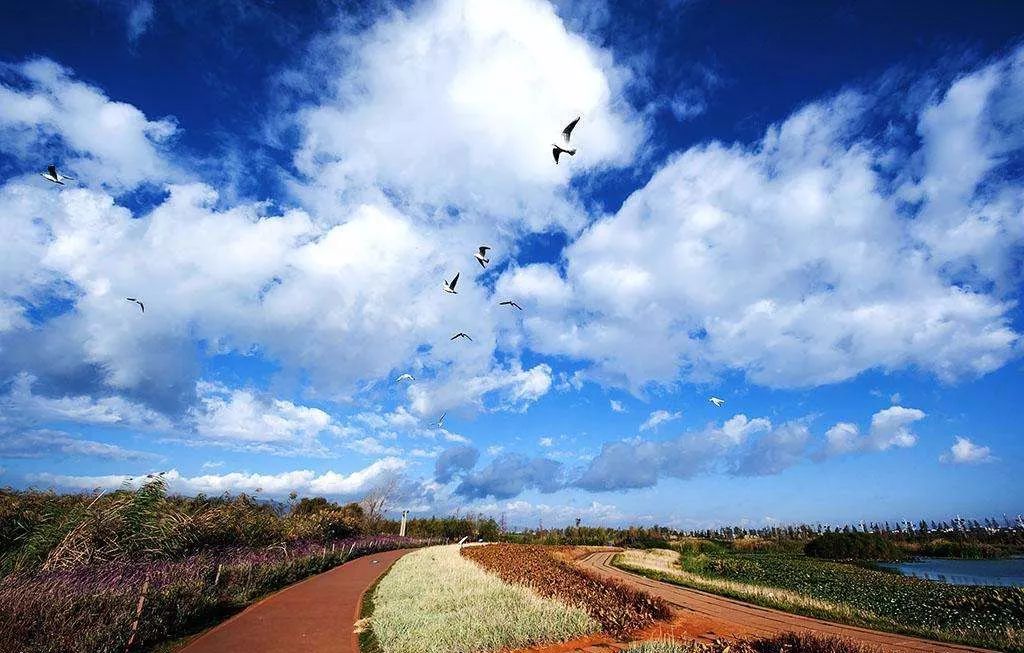 春城秀红嘴鸥图片,春城冬日美景
