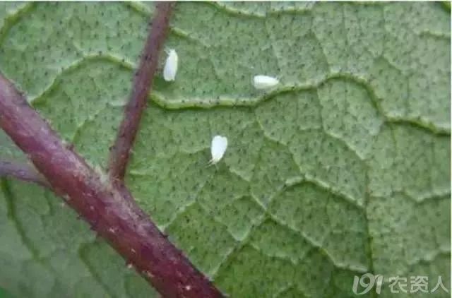 抗性小虫怎么防治,抗性虫怎么治