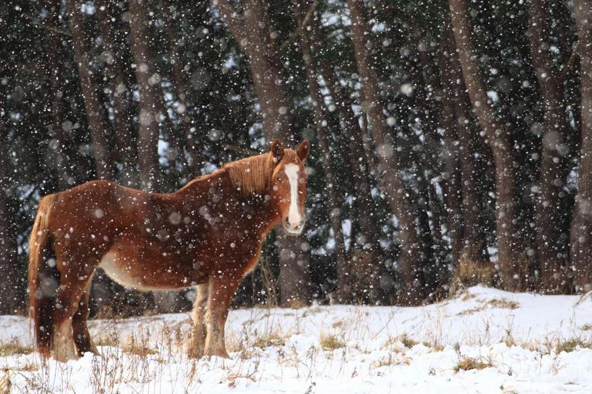 星球·探索｜日本十大萌宠大放送