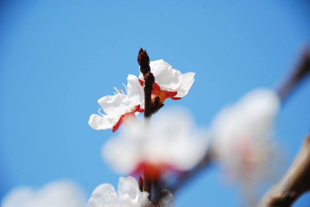 春城秀红嘴鸥图片,春城冬日美景