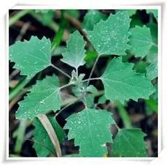 芈月传剧情讲解完结,芈月传剧情全解说完结