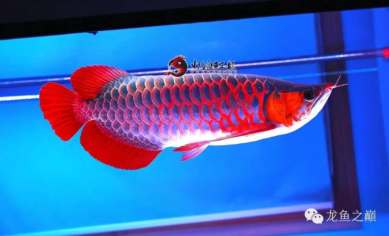 什么品种的红龙鱼最值得养,怎么才能养出好红龙