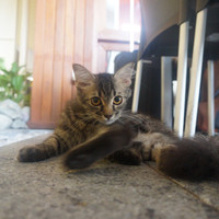 马尔代夫神仙珊瑚岛攻略,马尔代夫神仙珊瑚岛视频