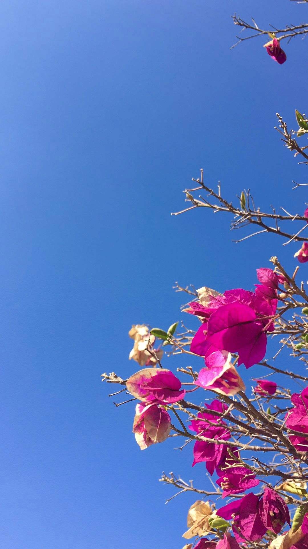 选一款吧！从此攀大就掌握在你手里了！