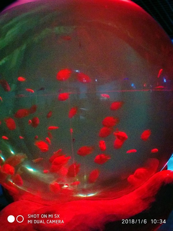 自驾游环游中国路线安徽出发,开封至安徽黄山自驾游攻略