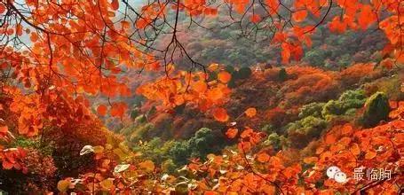 临朐方言潍坊人听不懂,临朐方言总汇