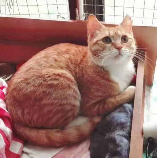 2021年上海领养狗狗,上海领养小动物的地方