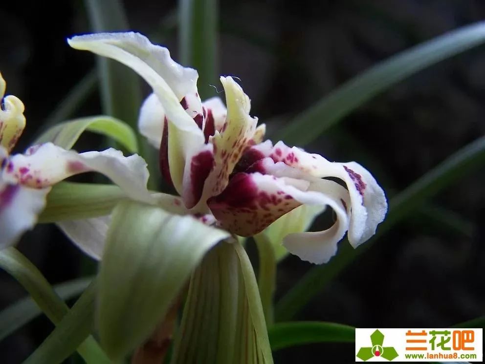 四喜蝶图片春兰,春兰叶蝶图片及价格