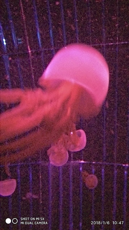 自驾安徽行13天——第一篇开封东京极地海洋馆