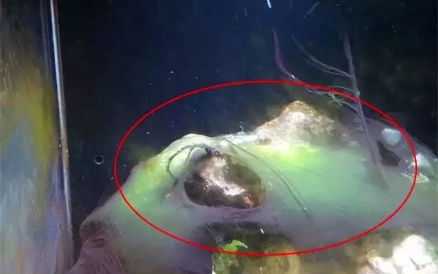 杜鹃根为什么会长菌膜,杜鹃根的菌膜会导致缺氧吗