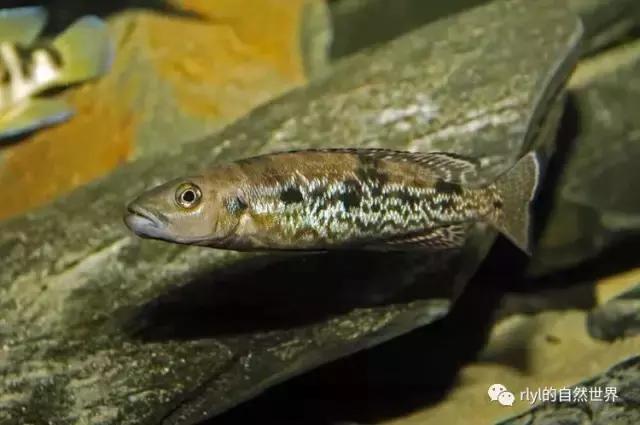 「鱼标本戏说非洲慈鲷」第二章:威严庄重的坦湖酋长——大型炮弹