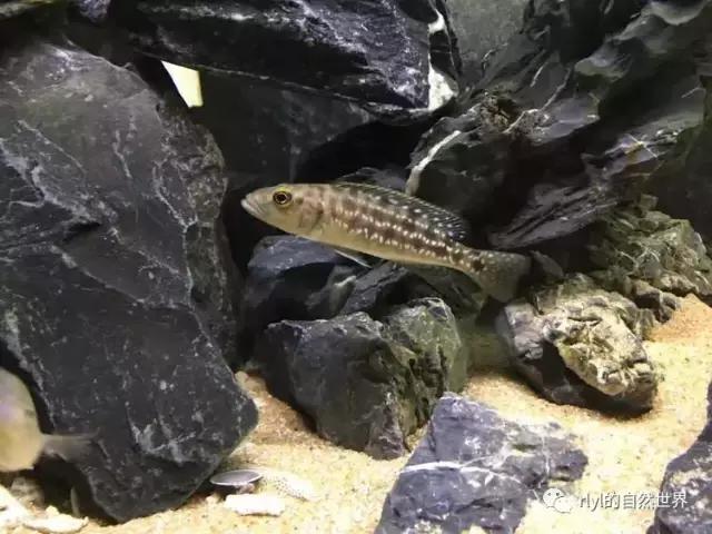 「鱼标本戏说非洲慈鲷」第二章:威严庄重的坦湖酋长——大型炮弹