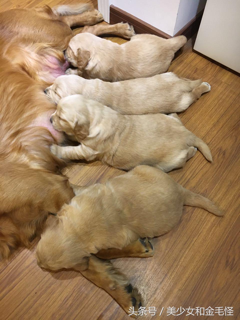 狗妈妈在生产后需要注意哪些,狗第一次分娩前兆