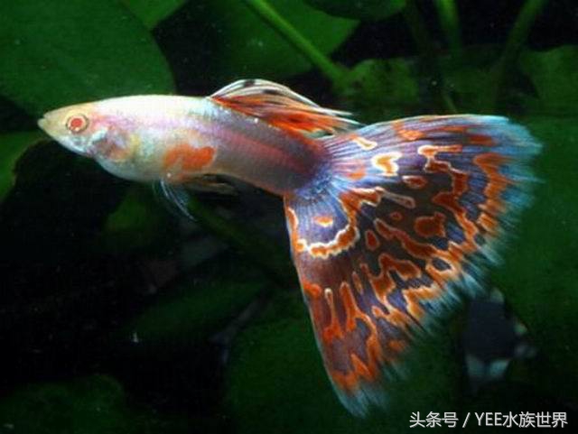 上过滤小鱼缸改造,小鱼缸怎么加装过滤器