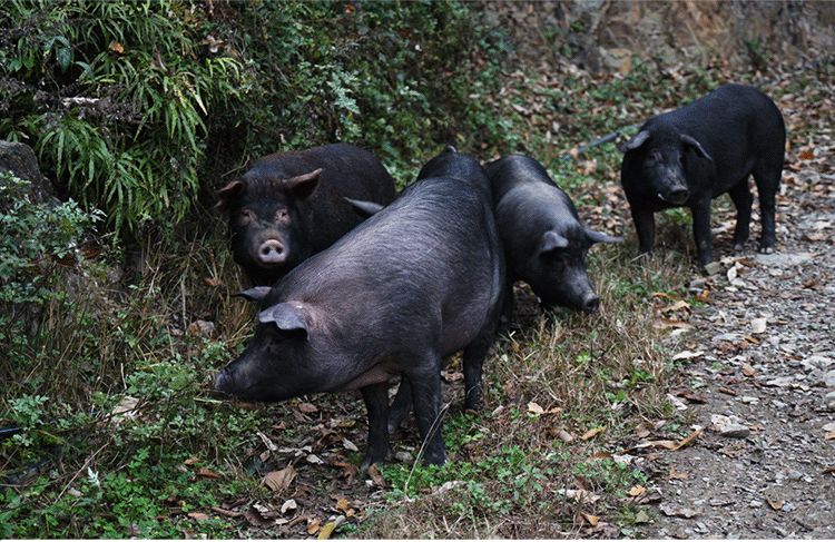 把腊肉烧得滋滋冒油,腊肉在锅里煮闻不到腊肉的味道