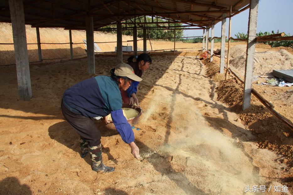 发酵床的正确方法,发酵床后期怎么维护