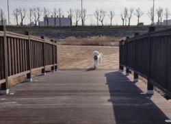 贵宾抱抱熊,抱抱熊特大深红色