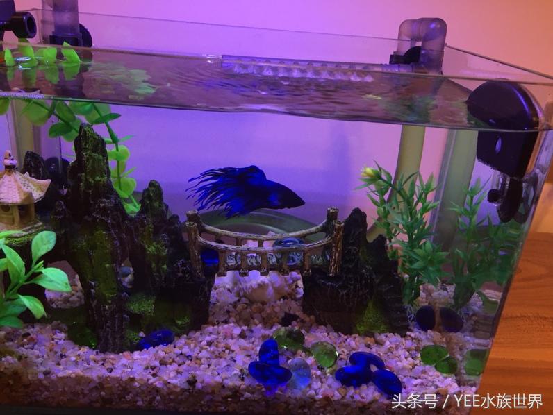 上过滤小鱼缸改造,小鱼缸怎么加装过滤器