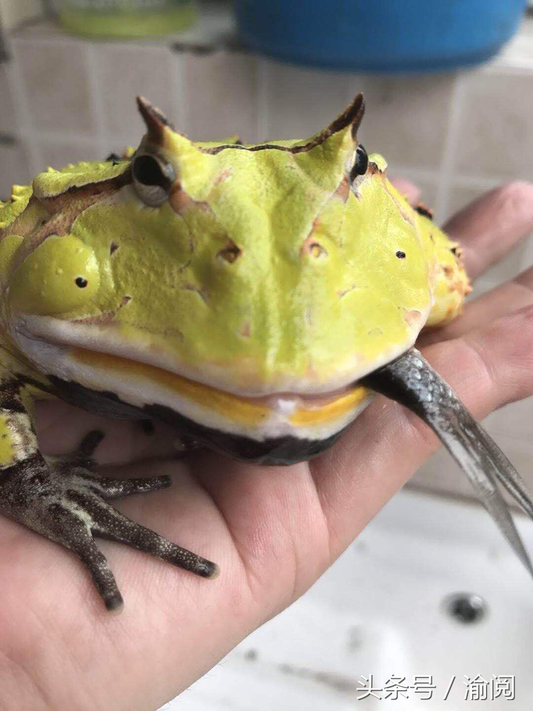 策划｜重庆崽儿养宠物蛙十年花近百万