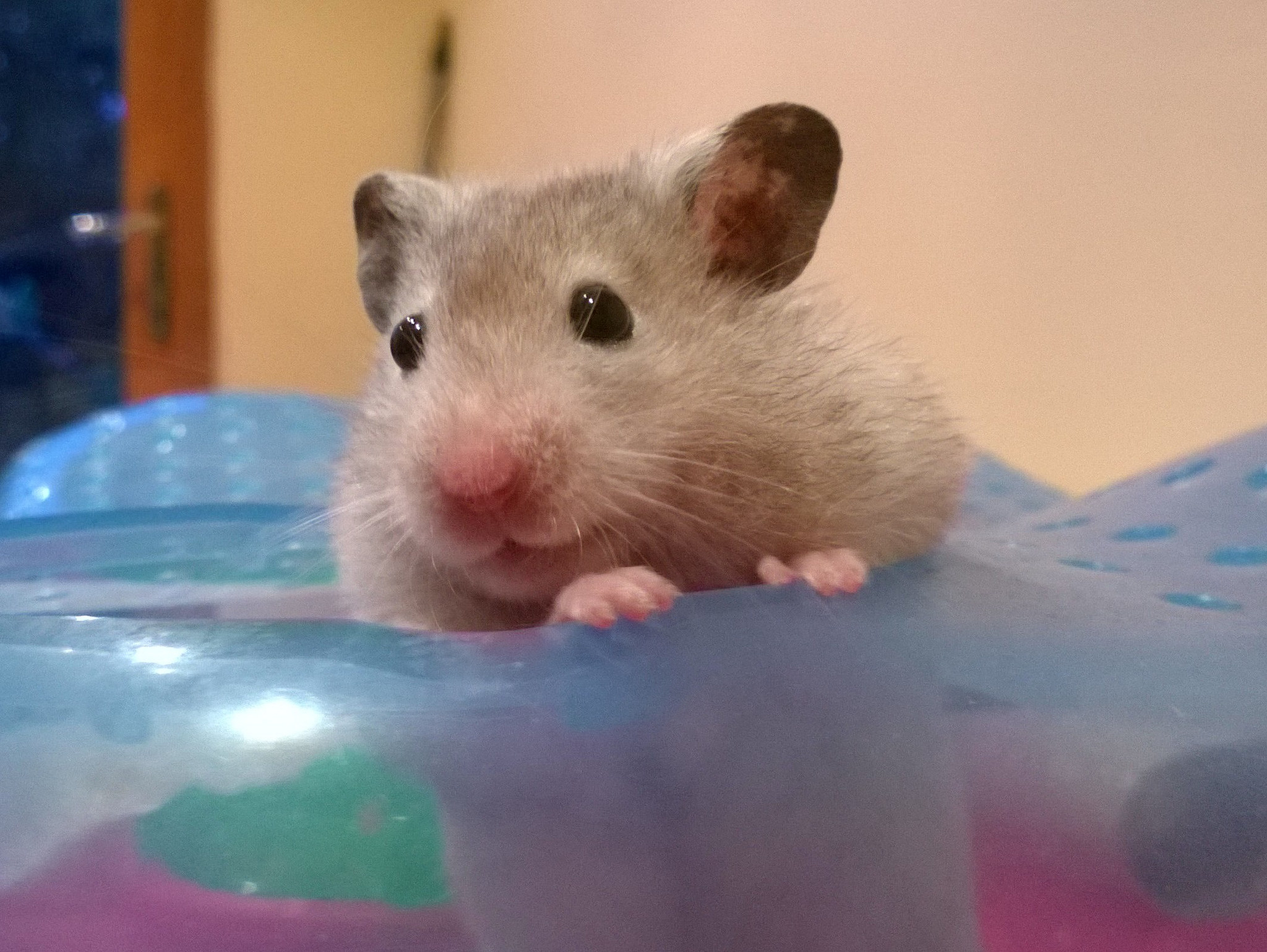 仓鼠为什么在晚上活动,仓鼠晚上几点活动