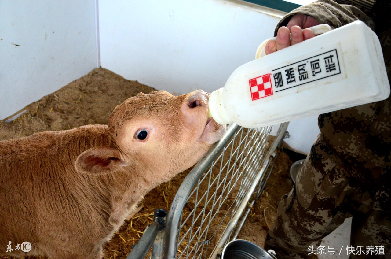 犊牛常见病及治疗方法,初生牛犊常见疾病及治疗方法