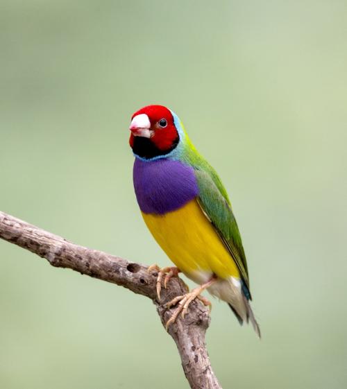 小型粘人的鸟类宠物有哪些,白领适合养什么宠物鸟类