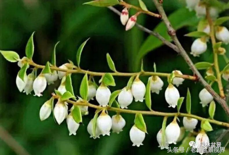 乌饭树做盆景教程,大叶乌饭树和小叶乌饭树都开花吗