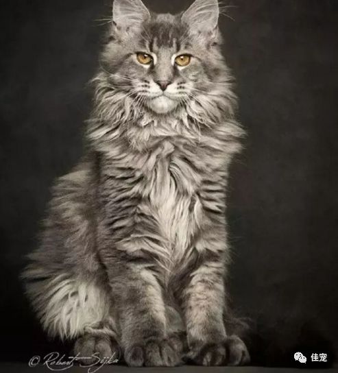 怎么选好的缅因猫,7000的缅因猫vs10000的缅因猫