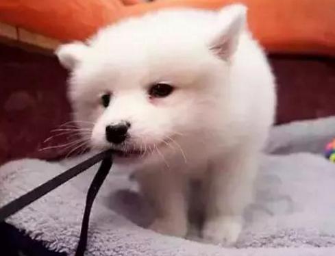 网上800块钱买了一只狗,在网上买了一只死了的狗