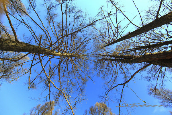 黑河兴安岭中有一个村款待客人方式怎么和蒙古族人一样？