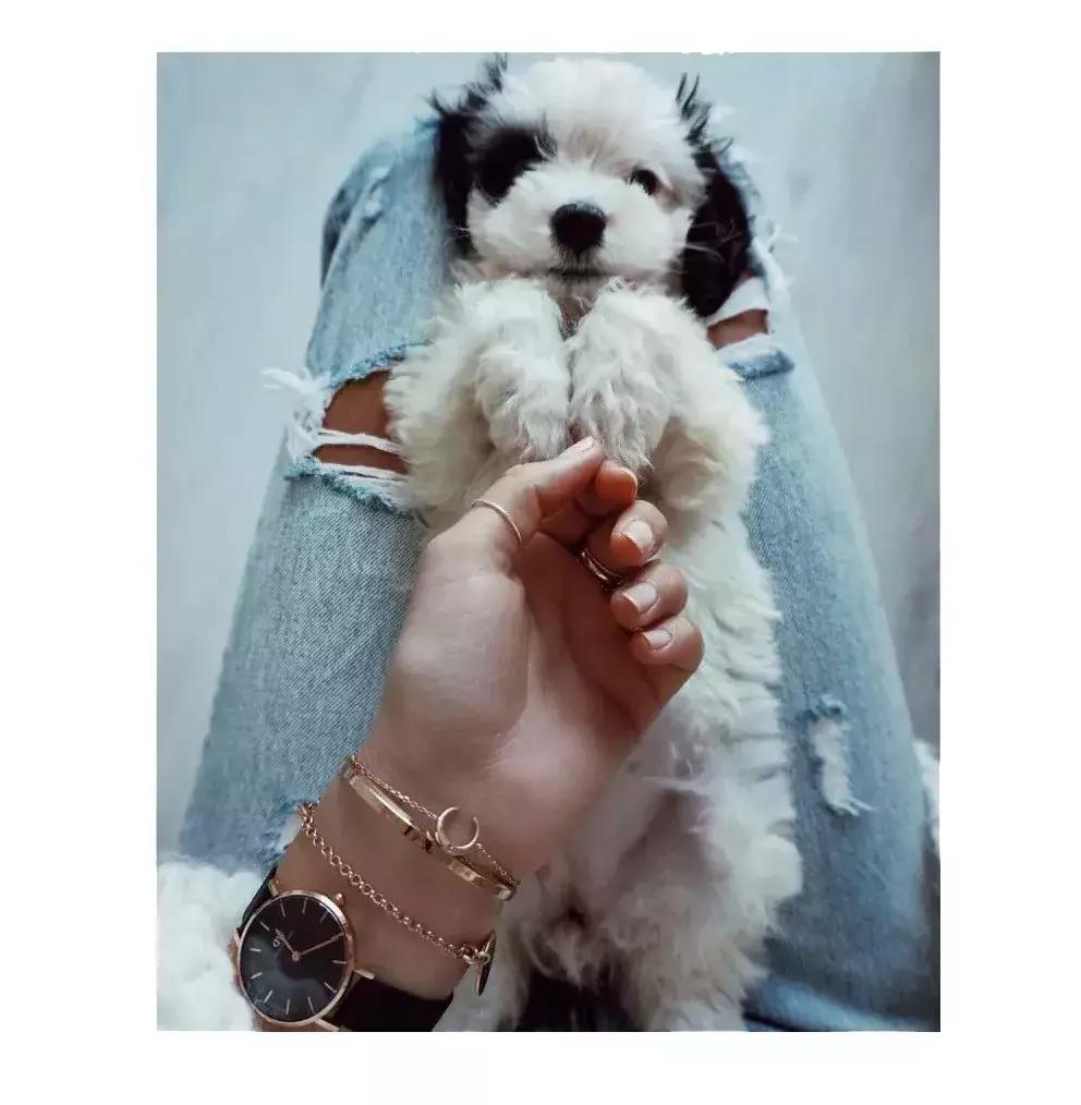 狗年限量单品有哪些 (本命年必选时尚单品)