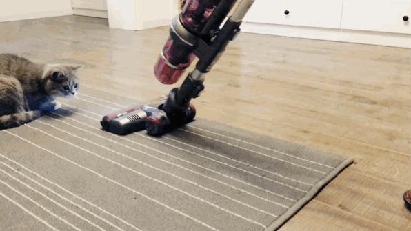 猫奴必做攻略,猫奴必看喵星人