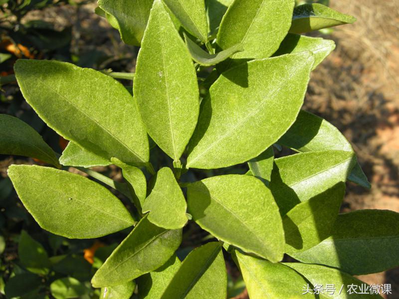 橘树生虫用什么药防治,八种害虫