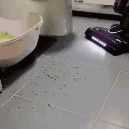 猫奴必做攻略,猫奴必看喵星人