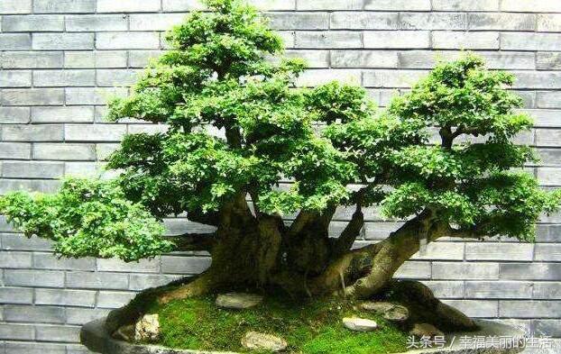 榕树盆景的养殖方法和注意事项,榕树高压繁殖在几月份进行