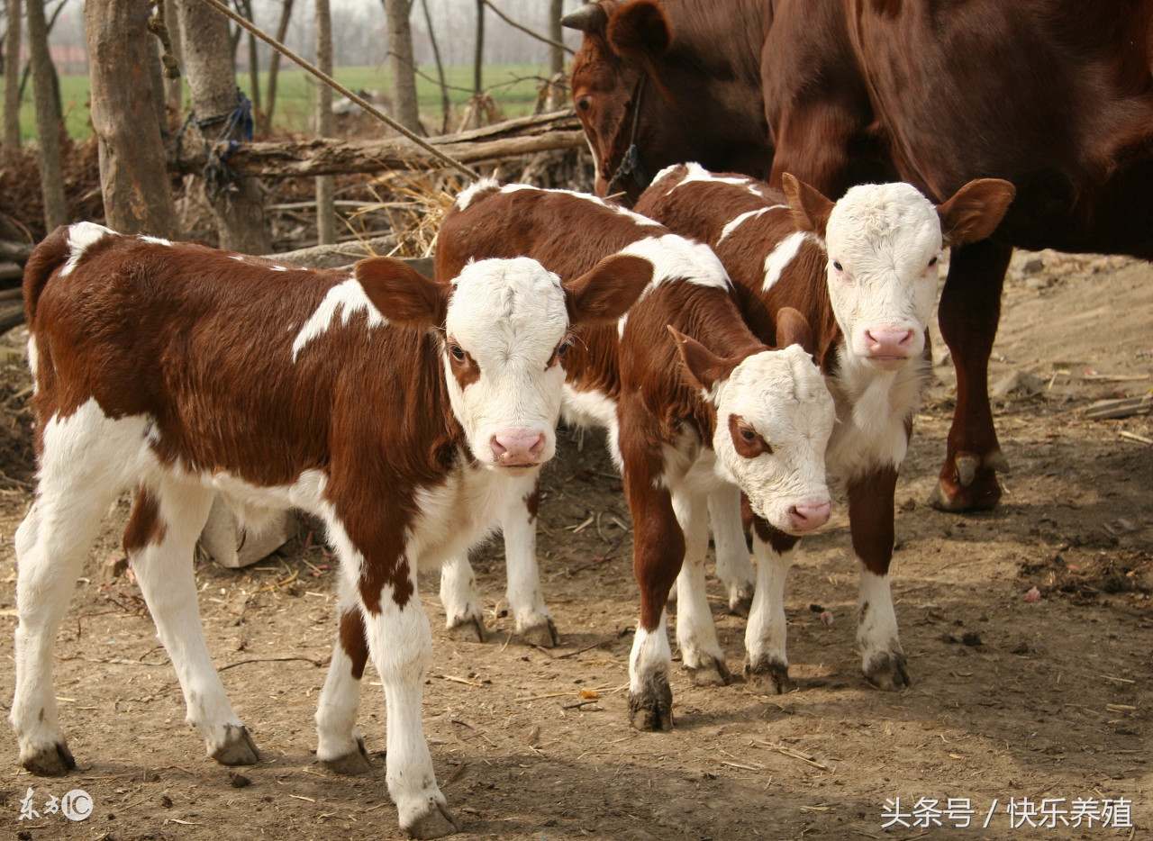 犊牛出生5天喘高烧不退,刚出生小牛犊得了五号病怎么治