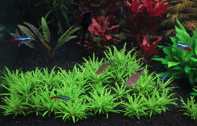 喷泉太阳草怎样种植,喷泉水草怎么养