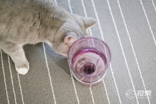 猫奴必做攻略,猫奴必看喵星人