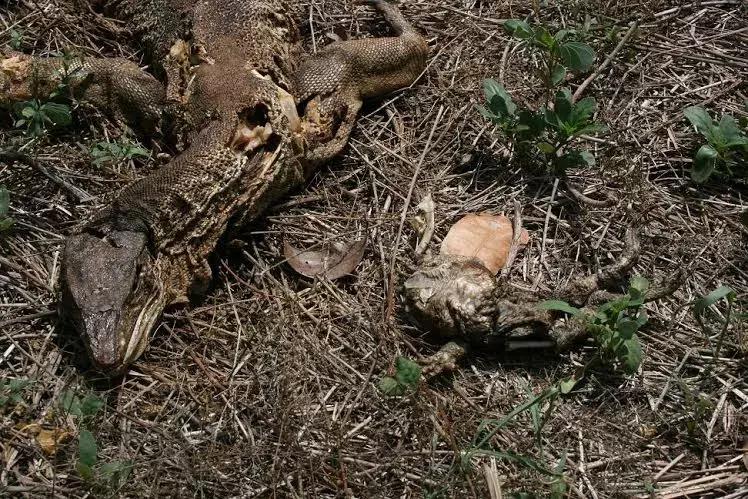 澳洲大量狗舔蟾蜍上瘾,狗狗舔到蟾蜍有没有事