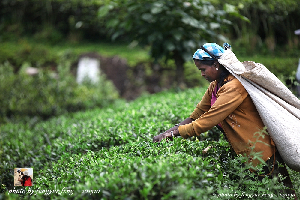 斯里兰卡旅游景点视频全集,斯里兰卡咋去