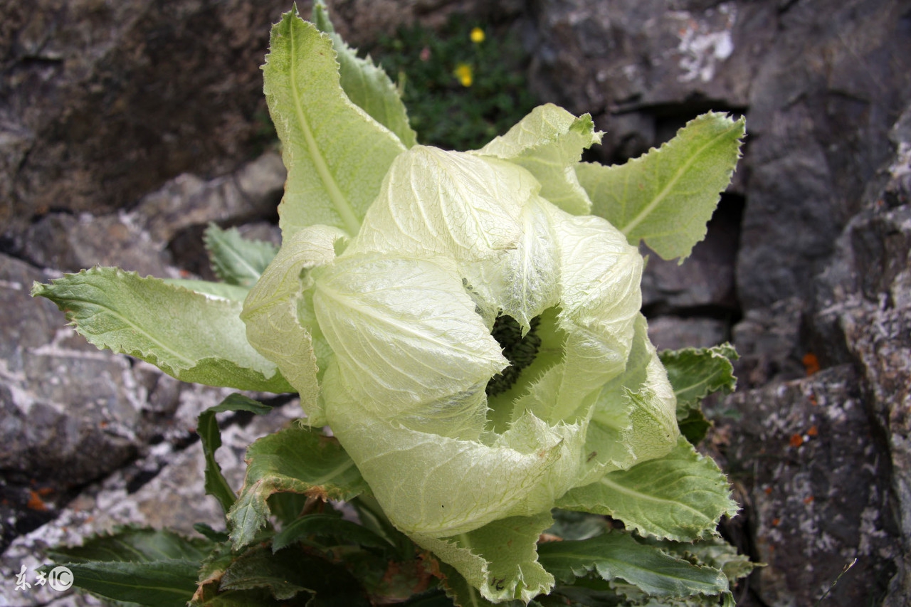 天山脚下的雪莲难得一见,天山雪莲是真的稀有