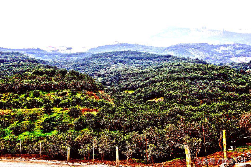 柑橘防寒防冻最佳方法,柑橘冻害防御措施图解