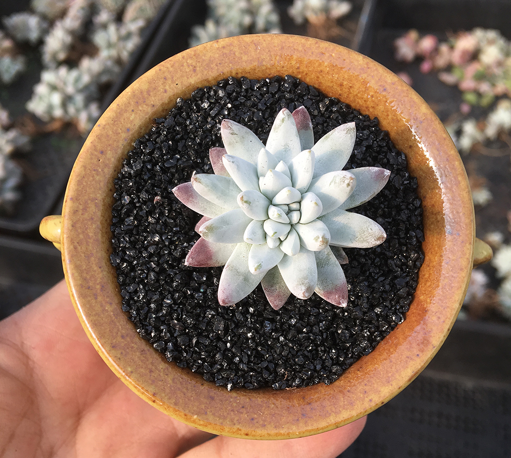 多肉爱杜丽丝仙女杯养护,雪山仙女杯多肉怎么繁殖