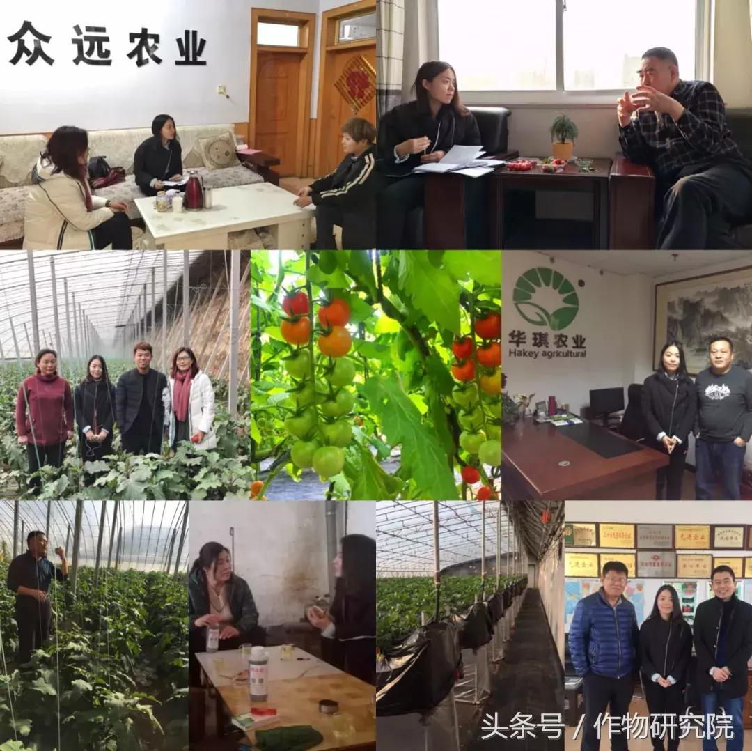 山东设施蔬菜如何在菜价跌落三成、市场遇艰下突出重围？