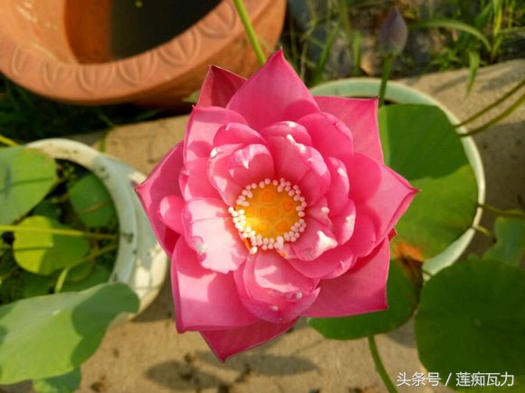 小型碗莲从种植到开花,碗莲养护基地在哪里