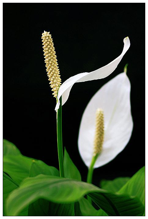 白掌盆栽一帆风顺黄叶了咋办,白掌一帆风顺养殖方法和注意事项